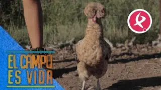 Las gallinas de Isabel y Lidia han comenzado a poner huevos| El campo es vida