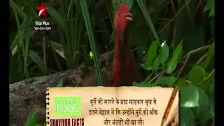 Survivor India Factoid - Survivor India Uncut