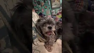 SNEEK PEAK: A Day in the Life of Fiona #asmrvideo #blinddog #frenchfry