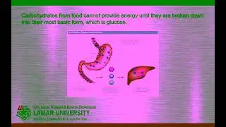 Culinary Nutrition PowerPoint Ch4 Presentation