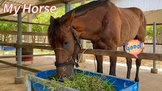 Horse Feeding Time &ndash; Fresh Grass for My Horse 🐎 #horse #elephant #zoo #animals #tiger #monkey 