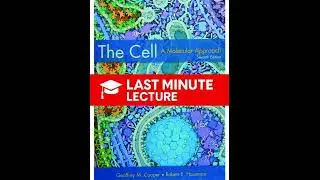 Mitochondria, Chloroplasts, & Peroxisomes | Chapter 12 &ndash; The Cell: A Molecular Approach (7th)