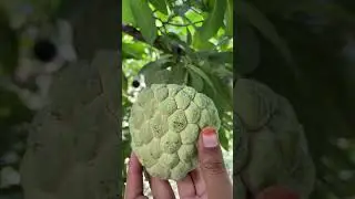 #sitaphal #sitapalam#crustadapple