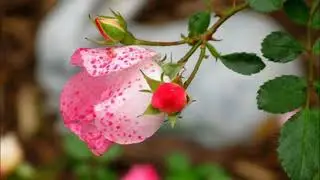 Elias Rahbani - When love fades away