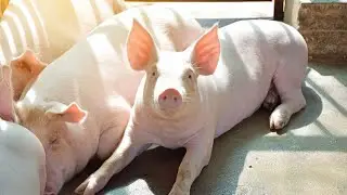 Rice bran is also the nicest feed for pigs