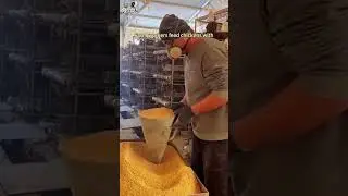 Farm workers feed chickens with ground corn feed on the farm