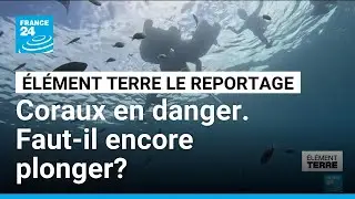 Coraux en danger. Faut-il encore plonger? • FRANCE 24