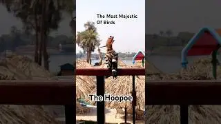He Didn&rsquo;t Know I Was There #Hoopoe