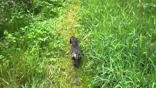 Ruwhaar Teckel Lotje en Vizsla's Brandon & Zsara wandeling de Mortelen 2