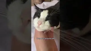 Signs Cats Love And Trust You tiktok helpops