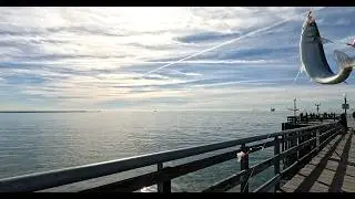 Orange County Fishing Adventure | Thresher Shark Caught Off the Pier!