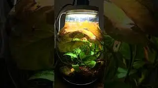 My office  Desk Light Aquarium | 2-Month Update! | Мой офис Настольный светильник Аквариум #aquarium