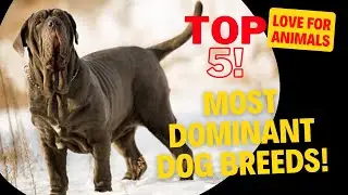 MOST DOMINANT DOG BREEDS! TOP 5!