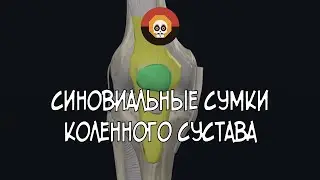 Синовиальные сумки КС 3D Анатомия