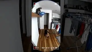 The Cat Started A Chain Reaction of Chaos! 😼💥 Dog had NO chance. 🐕🛁