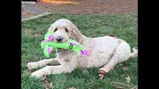 Review of goDog Bubble Plush Skinny Dragons Squeaky Plush Dog Toy #dogtoys #productreview