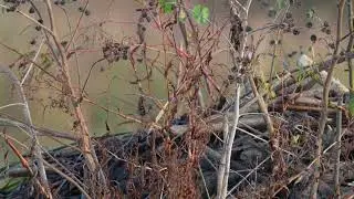 North American Palm Warblers and Song Sparrow flit about as they feed on a northern USA Beaver lodge
