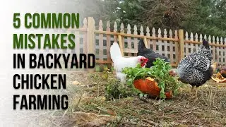 5 Backyard Chicken Farming Mistakes to Avoid (Beginner&rsquo;s Guide)
