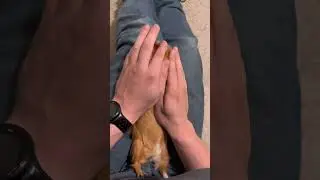 Cutest Guinea pig in the world! 😍🐹  2022 #shorts cute