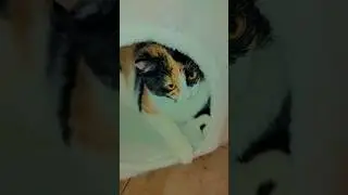 Cute❤️✨🫶🏻#cat #kittty #funny #catlover #animal #viralshort #kitty.life