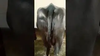 Animal #milk#buffalo#shorts#video#media#Dhounchak#dairy#farm