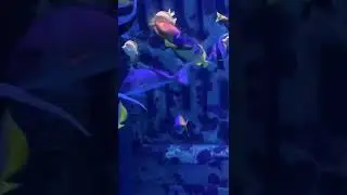 Clownfish and pacific fish mixed