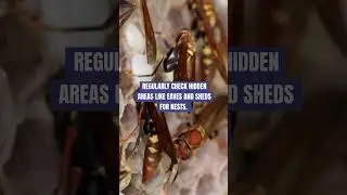How to stop stinging insect reproduction - Freedom Wildlife Solutions & Pest Control