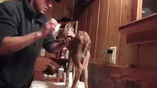 Bathing. Baby deer rescue and release