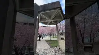 Todotoronto | Best Cherry Blossom Spots in Toronto #todotoronto #toronto #spring