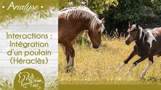 • ANALYSE • Interactions : Intégration d'un poulain (Héraclès)