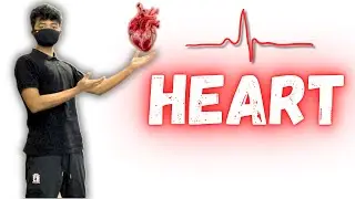 Basics of Heart Anatomy & Function - Class 10th | NEET UG | MBBS