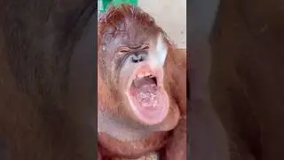 monyet minta es😂 #shorts #lucu #comedy #funny #viralvideo