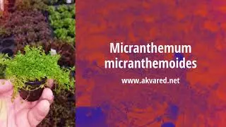 Akvared Akvaryum Bitkileri - Micranthemum micranthemoides