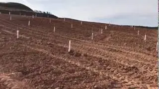 Plantaci&oacute;n de almendros