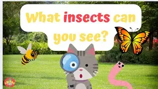 Insects/ bugs | What do you see?  |  ESL