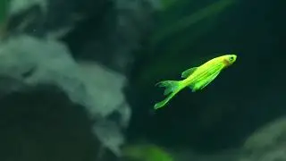 蝶翼斑马 入门鱼（第十四集） #蝶翼斑马鱼 #鱼缸里的大自然 #草缸造景 #观赏鱼 #玻璃中的大自然