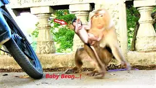 OMG !! Pigtail monkey wants to bring baby Bean go out of mother - Barry trying to help baby