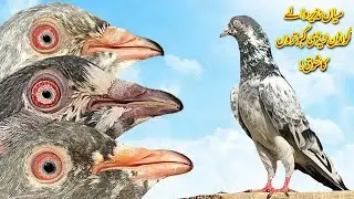 Mian Nazeer waly Golden Teddy Pigeons 