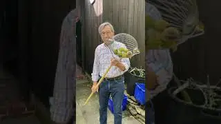 Nut Wizard