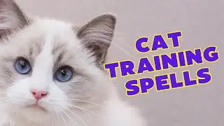 Unleash Your Cat's Superpowers with Training Magic! / Cat Grooming / Cat Grooming Guru