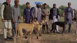 Hare Hunting With Greyhounds Lillah Dist. Jehlum Punjab | Rabbit Hunting with Tazi Dogs #greyhound