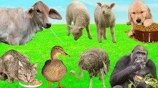 Farm Animals Sounds: Cow, Chicken, Sheep, Pig, Cat, Dog, Donkey, Tiger | Relaxing Farm Ambience