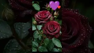 zara dekh Mera deewanapan #viral #love #nature #bolleywoodsong #rose #romantic #flowers #shorts #yt