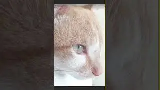 Gatinho fofinho #Shorts #gatinhomiando #gatinhosmiando #gatomiando #filhote