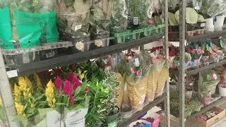 Terça feira #CARREFOUR dia 16 de setembro Norte Shopping R J maravilhosas plantas