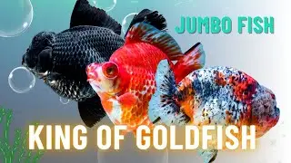 Big GoldFish #goldfish #breeding #breeder #fancygoldfish #ranchu #oranda #demekin