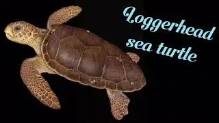 Ultra Mega Turtle Storytime!
