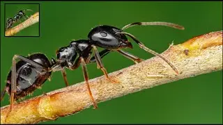 ✅The Ants Underground Kingdom Walkthrough All Levels Gameplay Android iOS Mobile