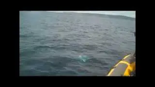 Whale surfaces alongside whale watching boat
