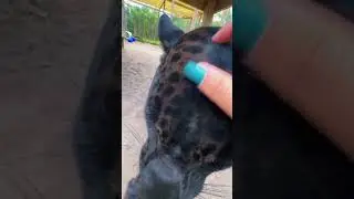 Black Jaguar Spots